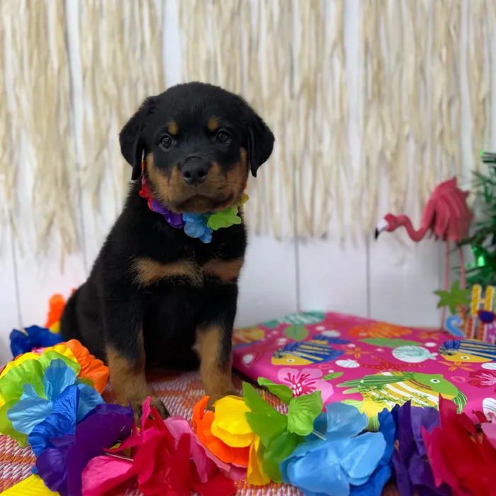 Female Rottweiler puppy named Briar for sale at Puppy Dreams Puyallup.