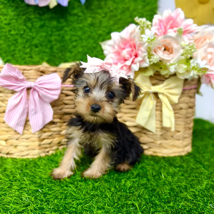 Female Yorkie puppy named Cookie for sale at Puppy Dreams Puyallup.