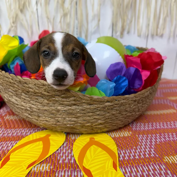 Male Jack Russell Terrier puppy named Jax for sale at Puppy Dreams Puyallup.