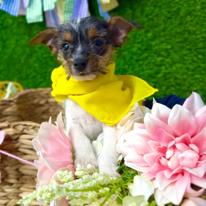 Male Yorkie-Chihuahua-Maltese Mix puppy named Frost for sale at Puppy Dreams Puyallup.