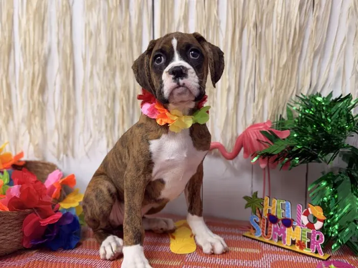 Female Boxer puppy named Roxy for sale at Puppy Dreams Puyallup.