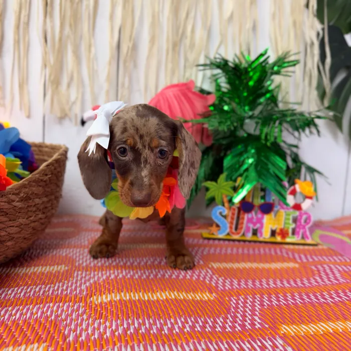 Female Dachshund puppy named Almond for sale at Puppy Dreams Puyallup.