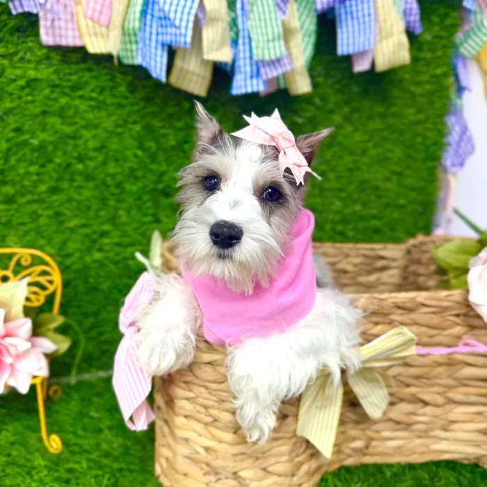 Female Mini Schnauzer puppy named Greta for sale at Puppy Dreams Puyallup.