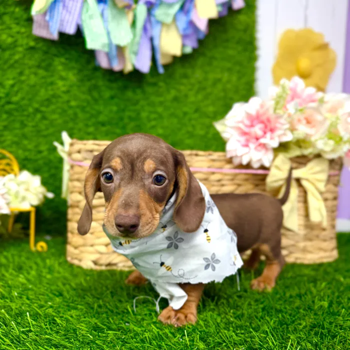 Male Dachshund puppy named Pumbaa for sale at Puppy Dreams Puyallup.