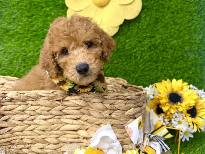 Male 2Nd Gen Mini Goldendoodle puppy named Laurent for sale at Puppy Dreams Puyallup.