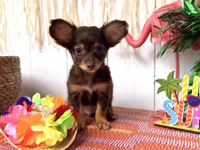 Male Chihuahua puppy named Rio for sale at Puppy Dreams Puyallup.