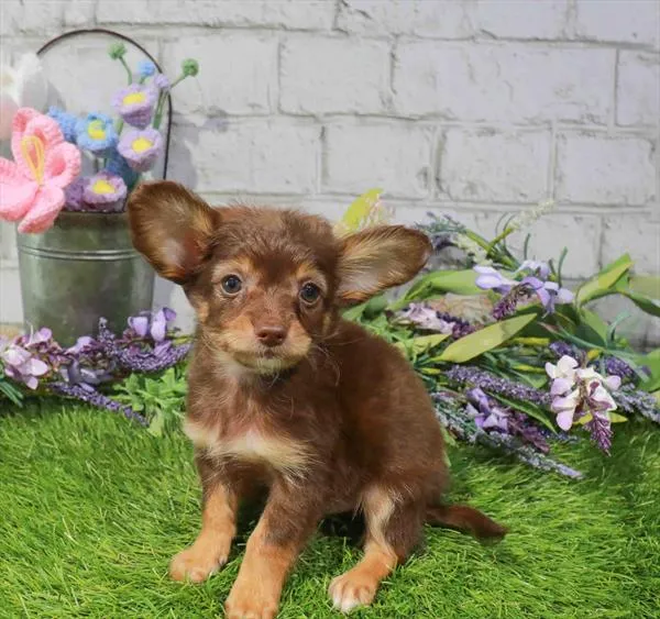 Male Chihuahua puppy named Rio for sale at Puppy Dreams Puyallup.