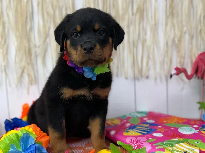 Female Rottweiler puppy named Briar for sale at Puppy Dreams Puyallup.