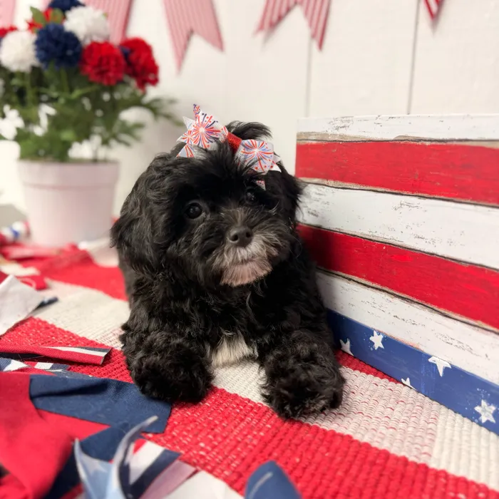 Female Shipoo puppy named Pepper for sale at Puppy Dreams Puyallup.