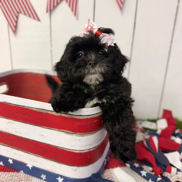 Female Shipoo puppy named Pepper for sale at Puppy Dreams Puyallup.