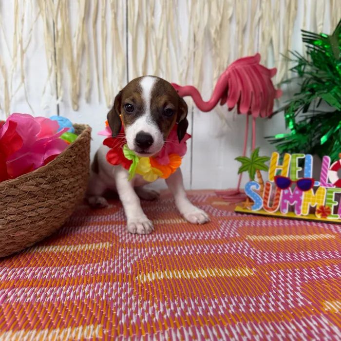 Male Jack Russell Terrier puppy named Jax for sale at Puppy Dreams Puyallup.
