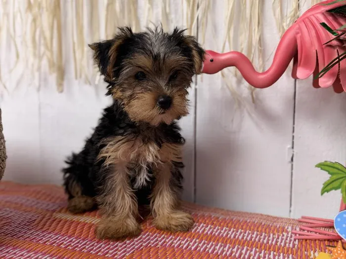 Male Yorkie puppy named Remy for sale at Puppy Dreams Puyallup.