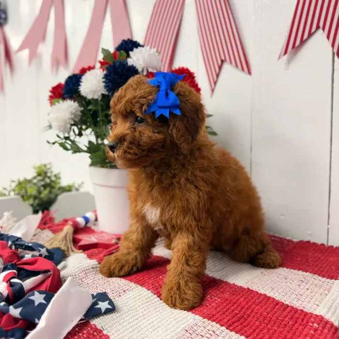 Female Mini Poodle puppy named Butter for sale at Puppy Dreams Puyallup.