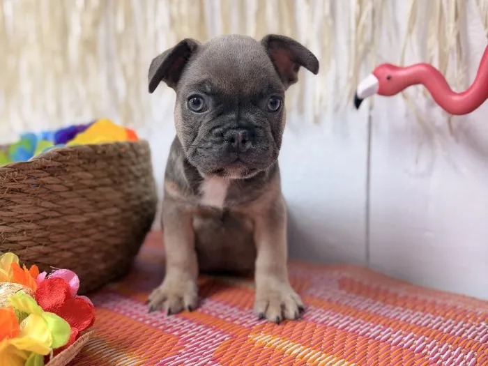 Male French Bulldog puppy named Dior for sale at Puppy Dreams Puyallup.