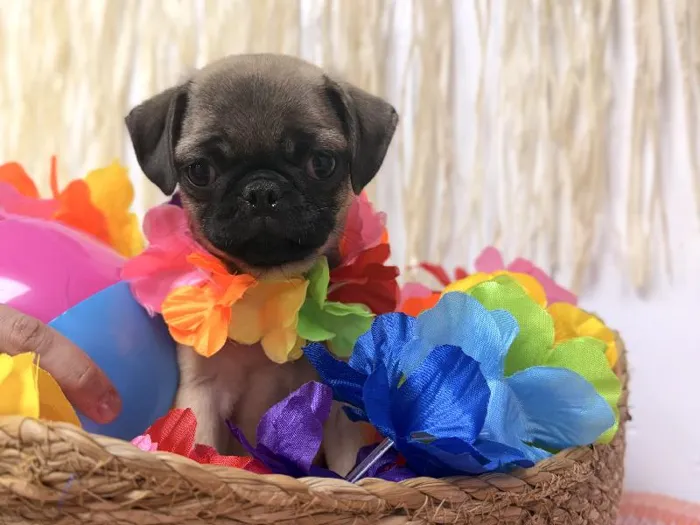 Female Pug puppy named Diva for sale at Puppy Dreams Puyallup.