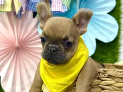 Male French Bulldog puppy named Dumbo for sale at Puppy Dreams Puyallup.