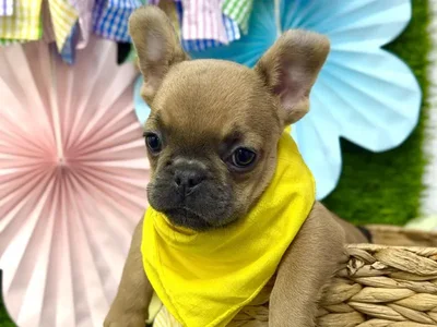 Male French Bulldog puppy named Dumbo for sale at Puppy Dreams Puyallup.