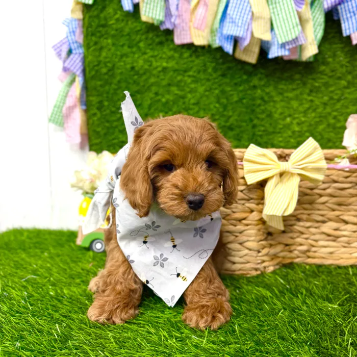 Male Cockapoo puppy named Copper for sale at Puppy Dreams Puyallup.
