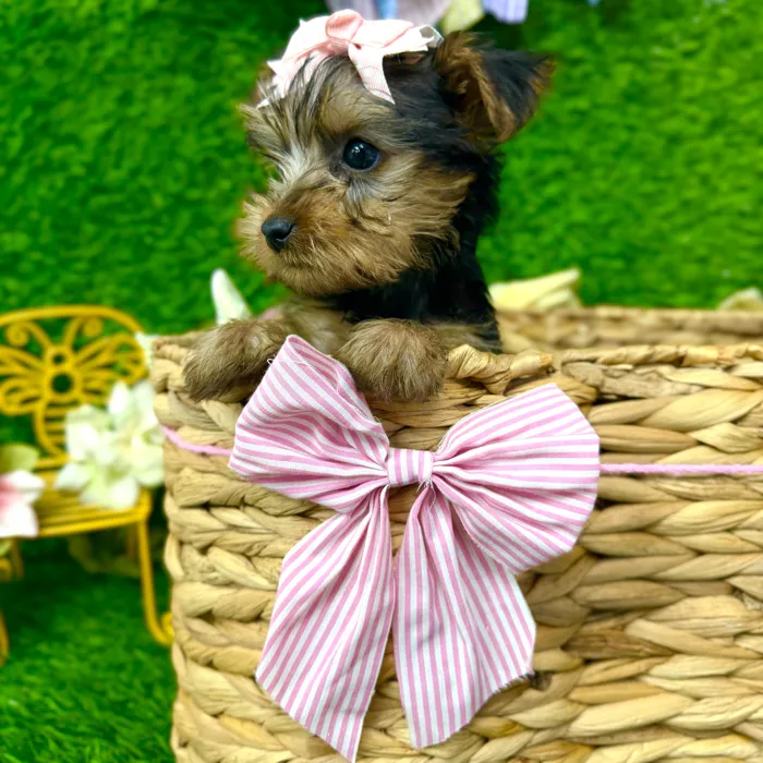 Female Yorkie puppy named Cookie for sale at Puppy Dreams Puyallup.