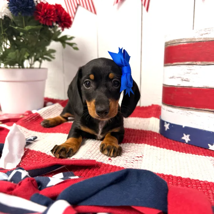Female Dachshund puppy named Ivy for sale at Puppy Dreams Puyallup.
