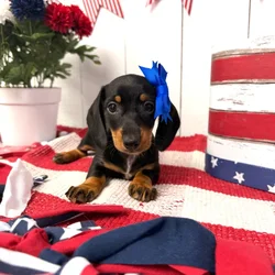 Female Dachshund puppy named Ivy for sale at Puppy Dreams Puyallup.
