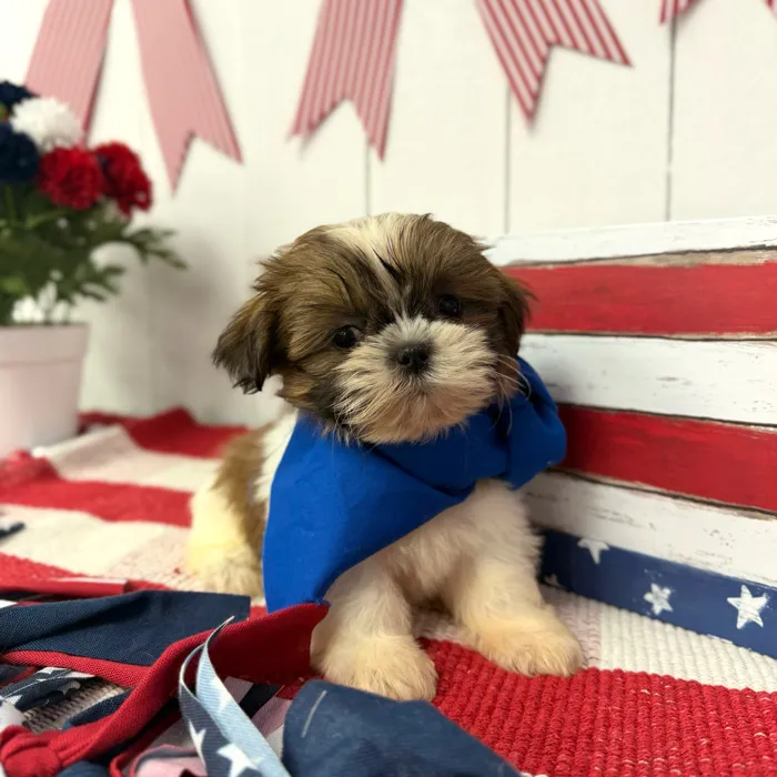 Male Shih Tzu puppy named Espresso for sale at Puppy Dreams Puyallup.