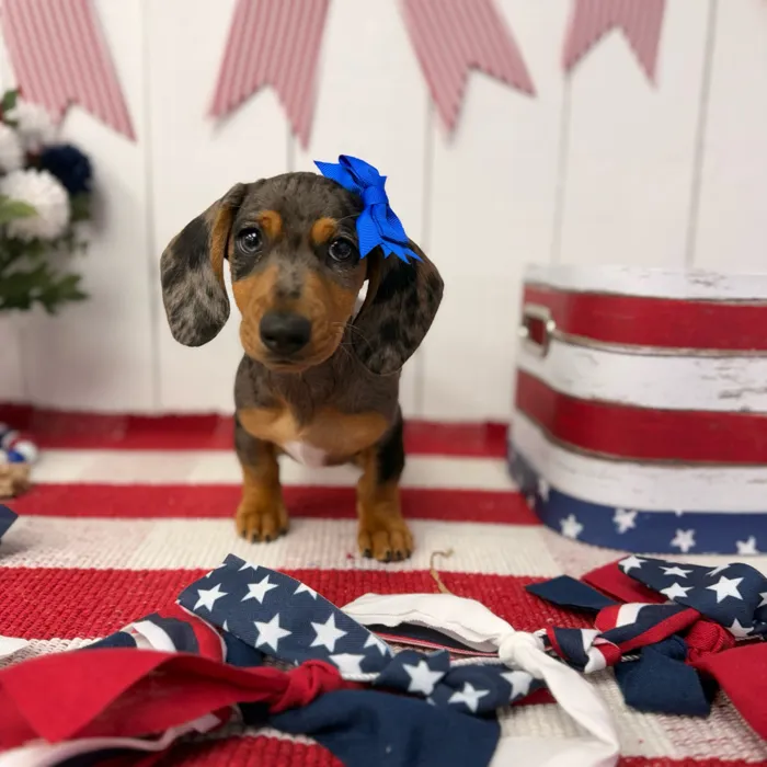 Female Dachshund puppy named Celeste for sale at Puppy Dreams Puyallup.