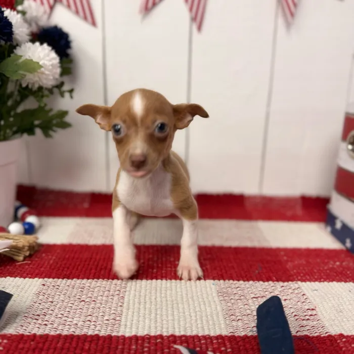 Female Chihuahua puppy named Chica for sale at Puppy Dreams Puyallup.