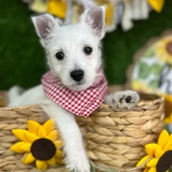Male West Highland White Terrier puppy named Olaf for sale at Puppy Dreams Puyallup.