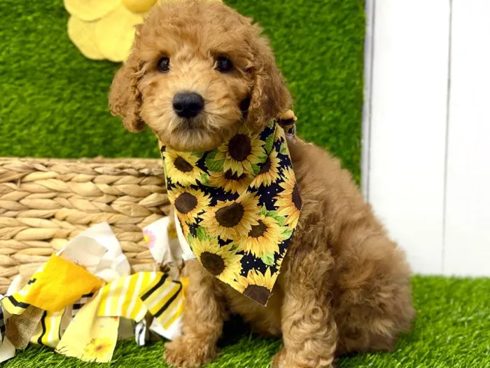 Male 2Nd Gen Mini Goldendoodle puppy named Laurent for sale at Puppy Dreams Puyallup.