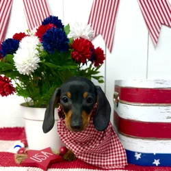 Male Dachshund puppy named Zazu for sale at Puppy Dreams Puyallup.