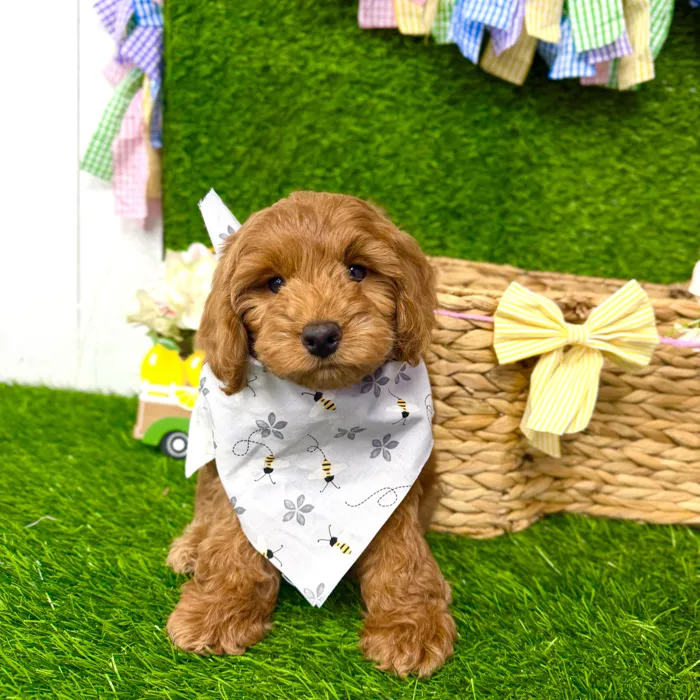Male Cockapoo puppy named Copper for sale at Puppy Dreams Puyallup.