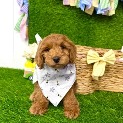 Male Cockapoo puppy named Copper for sale at Puppy Dreams Puyallup.