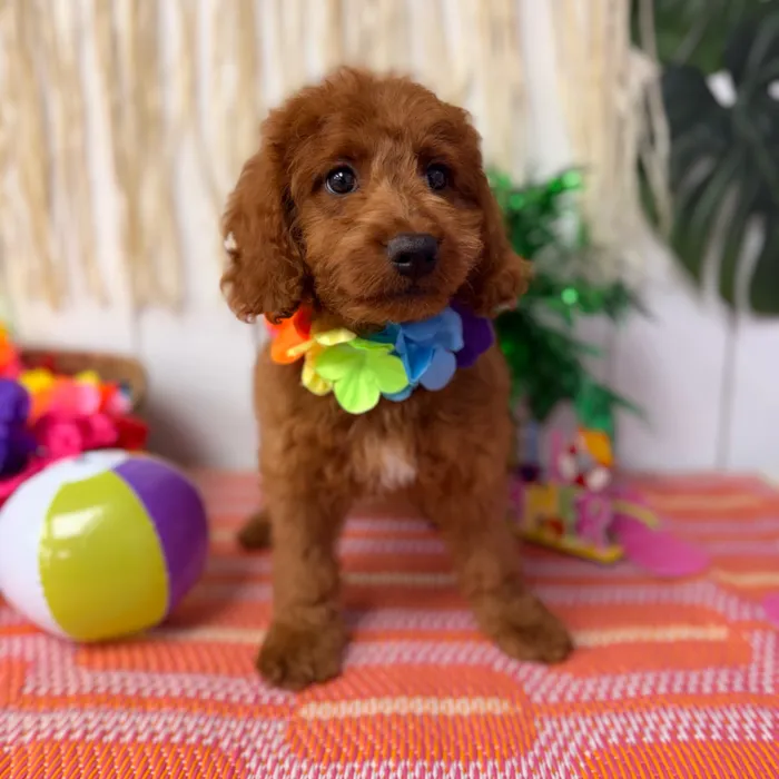 Female Mini Goldendoodle puppy named Marigold for sale at Puppy Dreams Puyallup.