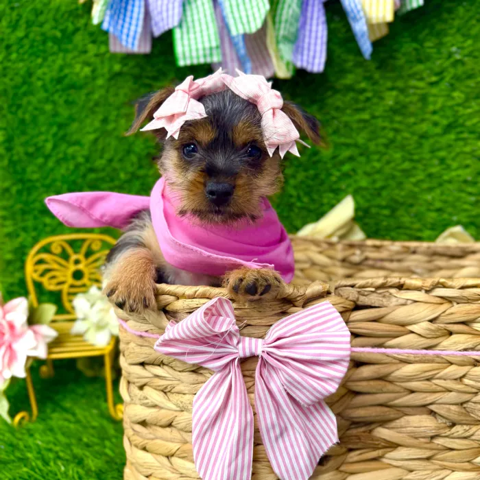 Female Yorkie-Chihuahua-Maltese Mix puppy named Brownie for sale at Puppy Dreams Puyallup.