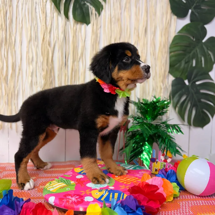 Male Bernese Mountain Dog puppy named Tucker for sale at Puppy Dreams Puyallup.