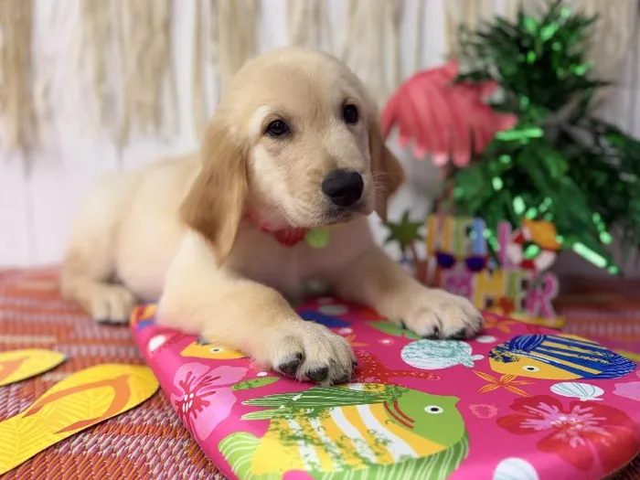 Male Golden Retriever puppy named Charlie for sale at Puppy Dreams Puyallup.