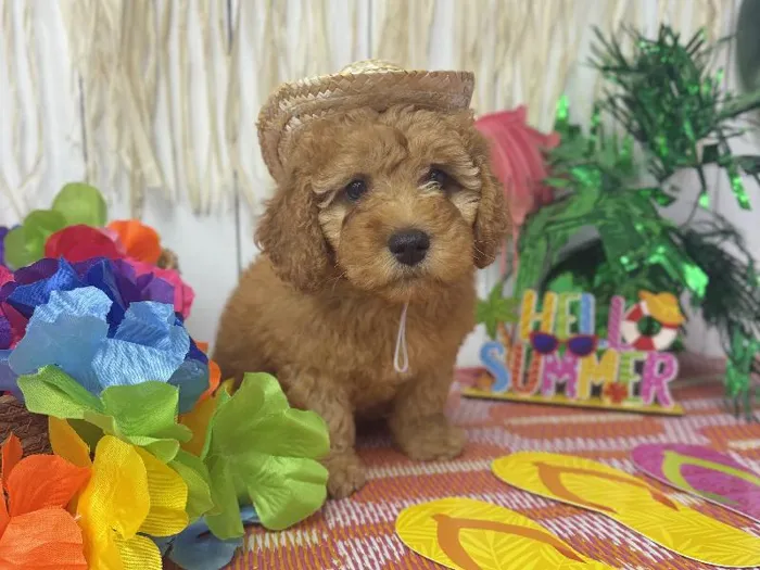 Male Mini Goldendoodle puppy named Bear for sale at Puppy Dreams Puyallup.