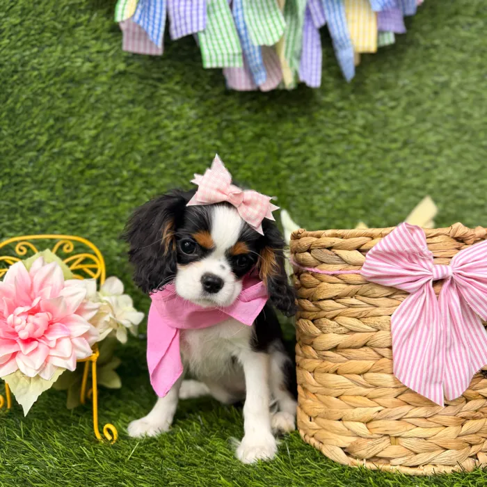 Female Cavalier King Charles Spaniel puppy named Ivy for sale at Puppy Dreams Puyallup.