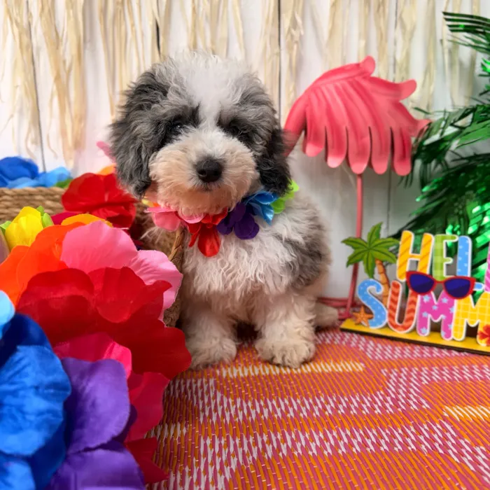 Male Mini Poodle puppy named Bluey for sale at Puppy Dreams Puyallup.