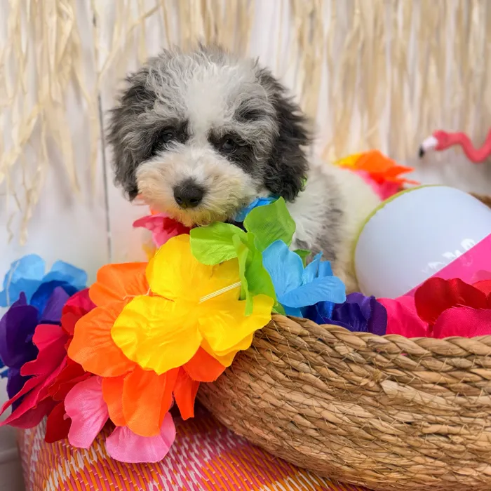Male Mini Poodle puppy named Bluey for sale at Puppy Dreams Puyallup.