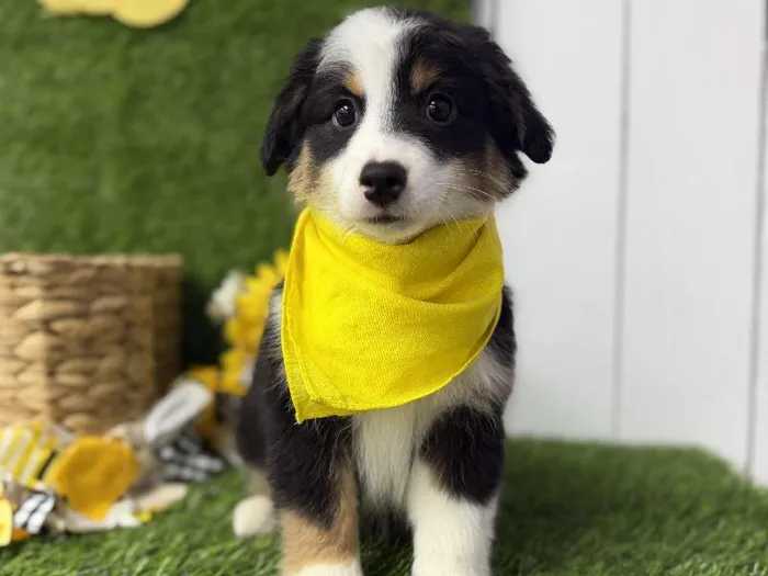 Male Mini Aussie puppy named Chip for sale at Puppy Dreams Puyallup.