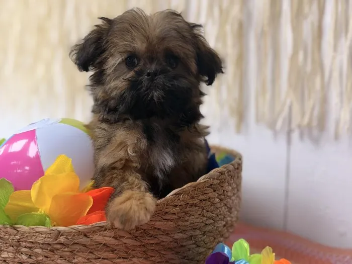 Male Shih Tzu puppy named Grizzly for sale at Puppy Dreams Puyallup.