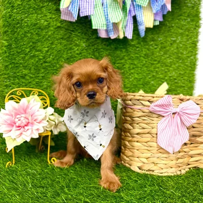 Male Cavalier King Charles Spaniel puppy named Ash for sale at Puppy Dreams Puyallup.