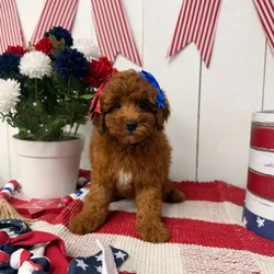 Female Mini Poodle puppy named Butter for sale at Puppy Dreams Puyallup.