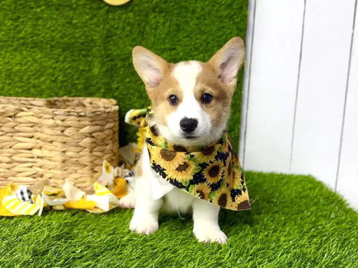 Male American Corgi puppy named Loki for sale at Puppy Dreams Puyallup.