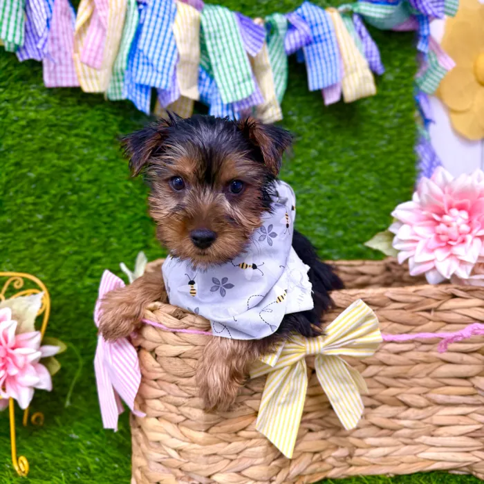 Male Morkie puppy named River for sale at Puppy Dreams Puyallup.