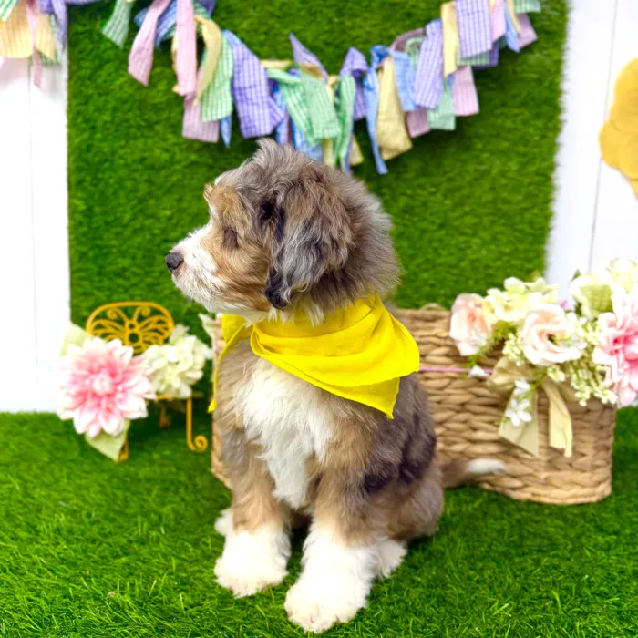 Male Aussie-Poo puppy named Spot for sale at Puppy Dreams Puyallup.