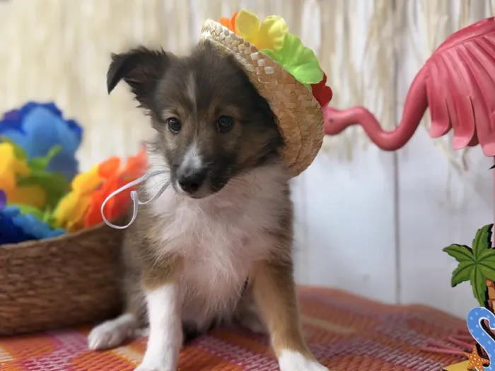 Male Sheltie puppy named Timber for sale at Puppy Dreams Puyallup.