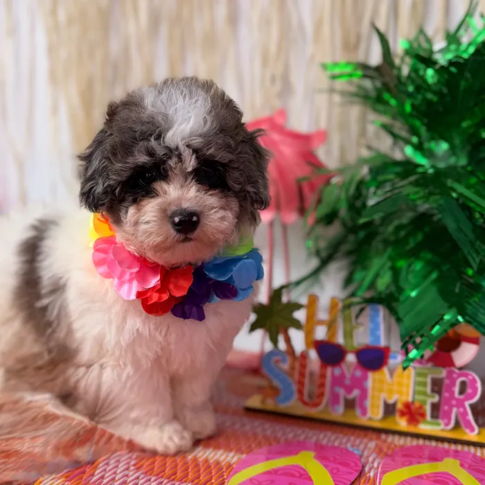 Male Mini Poodle puppy named Bingo for sale at Puppy Dreams Puyallup.